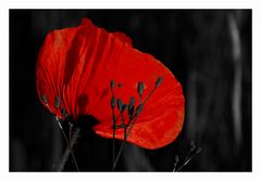 Mohn