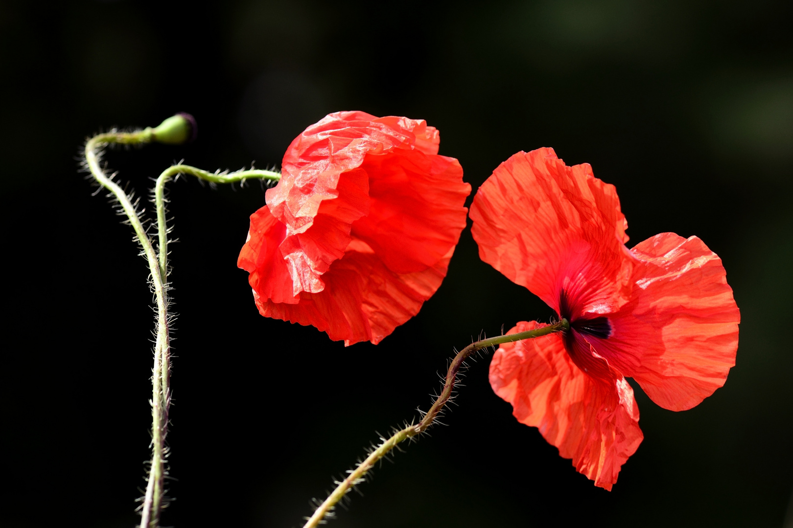 Mohn