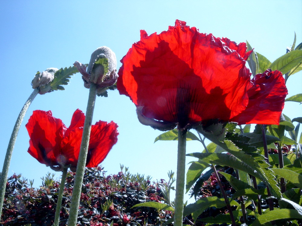 Mohn