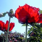 Mohn