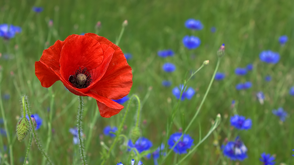 Mohn