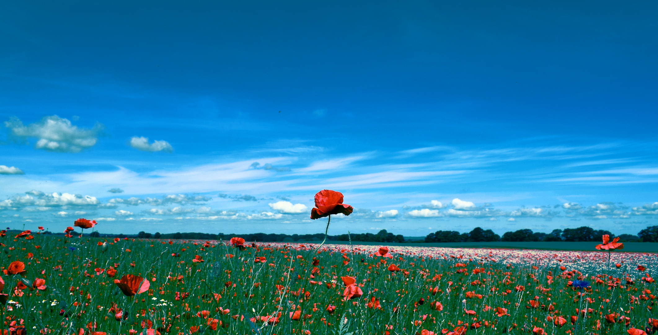 Mohn