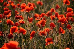 Mohn....