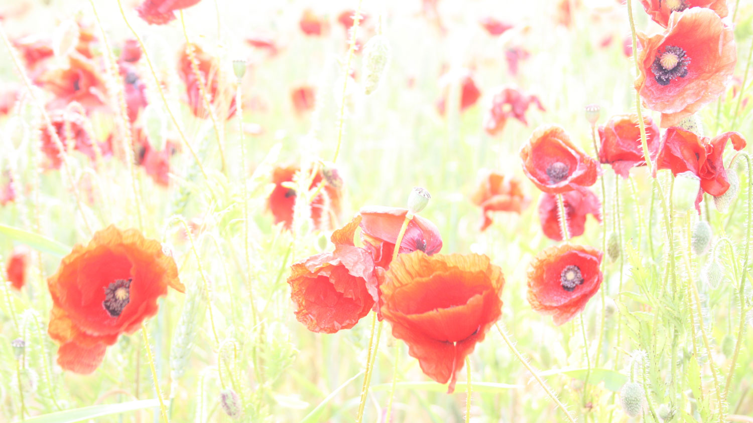 mohn