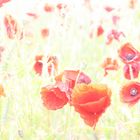 mohn