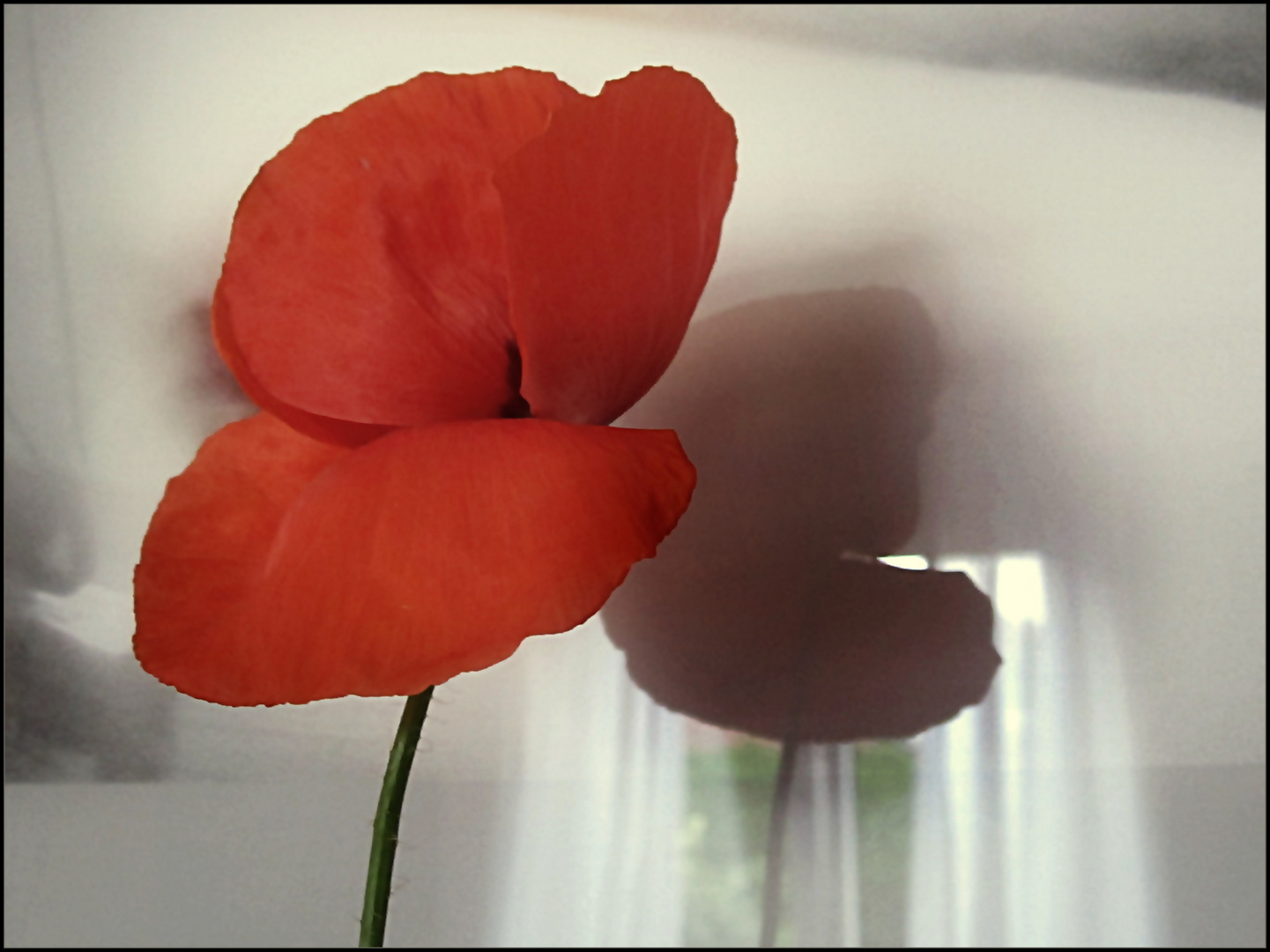 Mohn