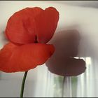 Mohn