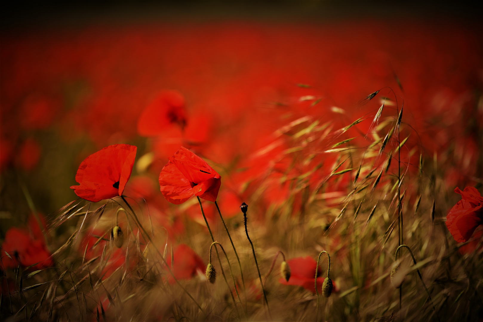 Mohn