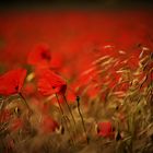 Mohn