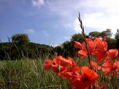 Mohn...