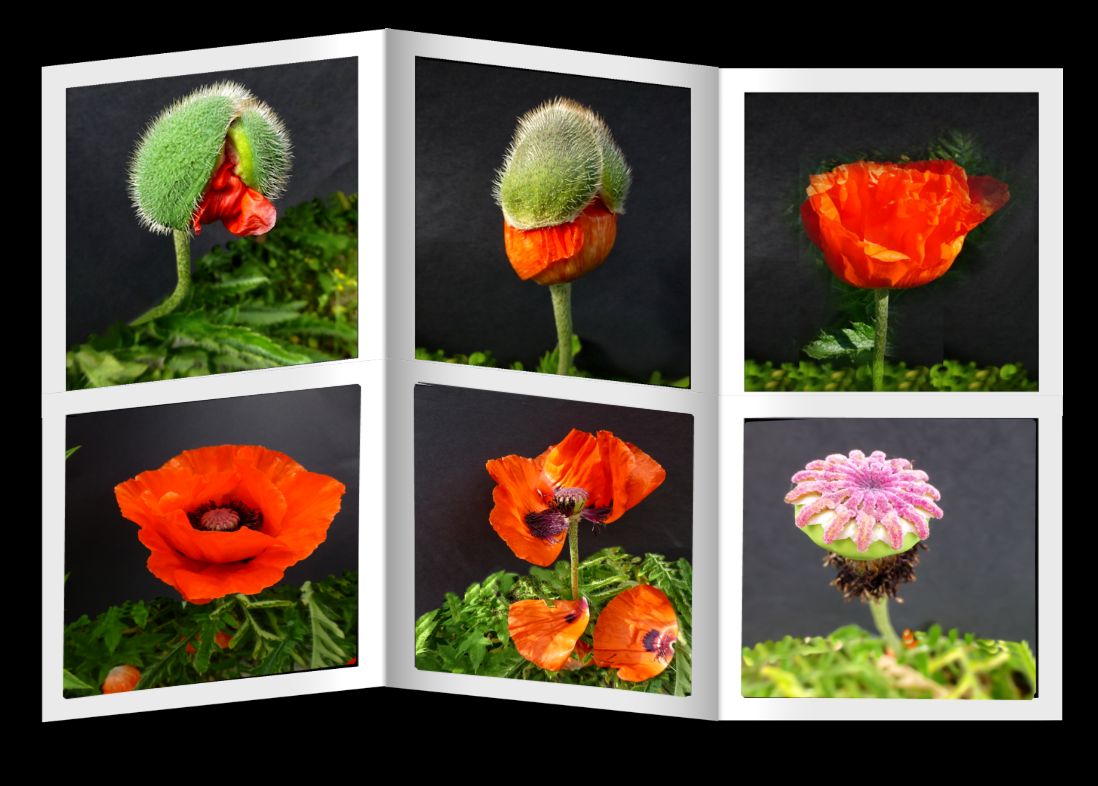 Mohn