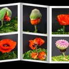 Mohn