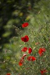 Mohn