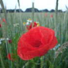 Mohn