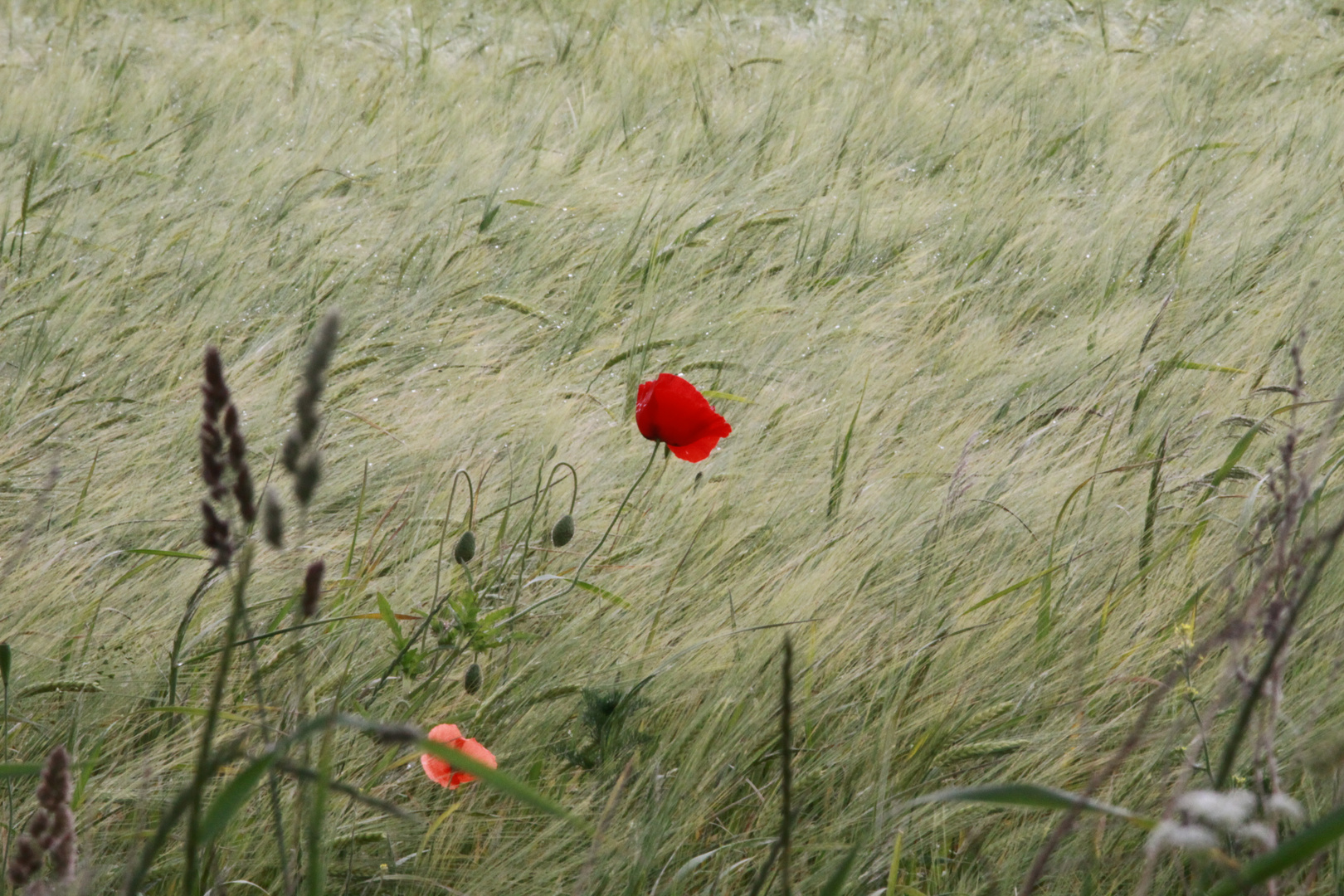 Mohn