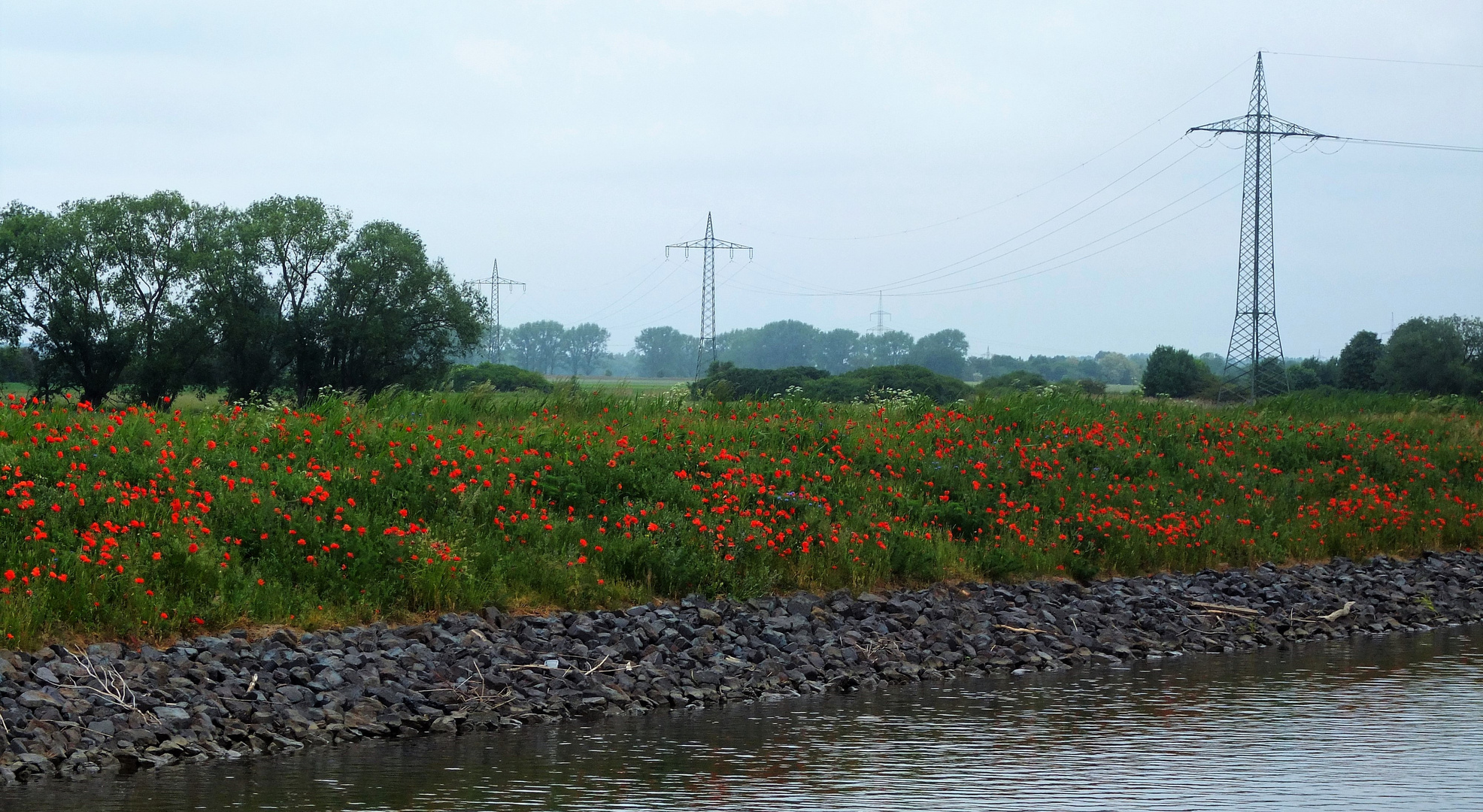 Mohn