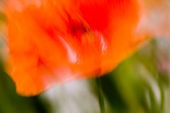 Mohn