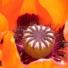 Mohn