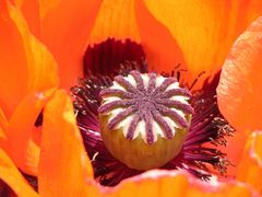 Mohn