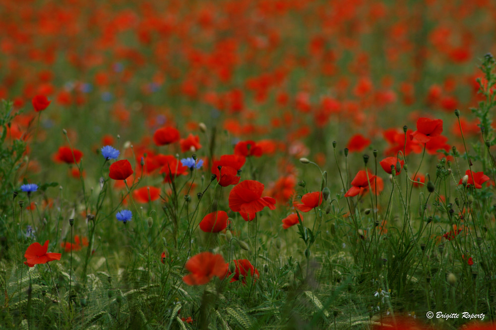 Mohn