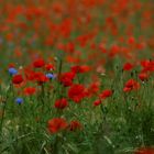 Mohn