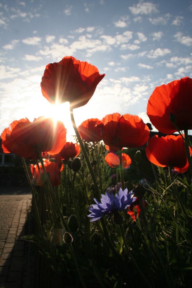 mohn....