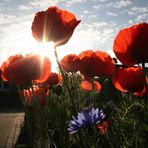 mohn....