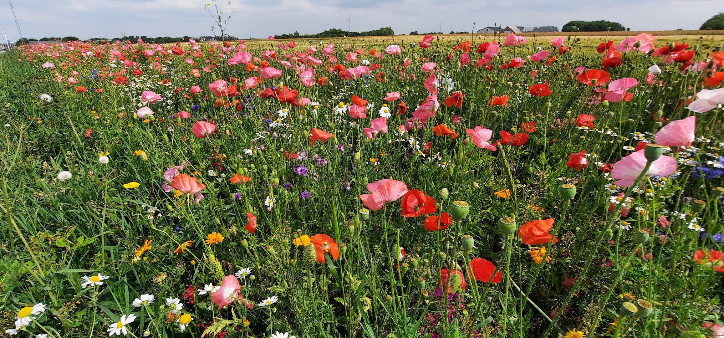 Mohn