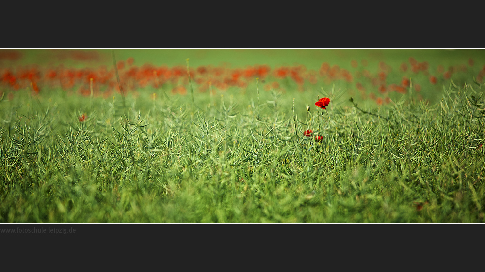 mohn