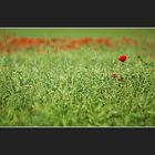 mohn