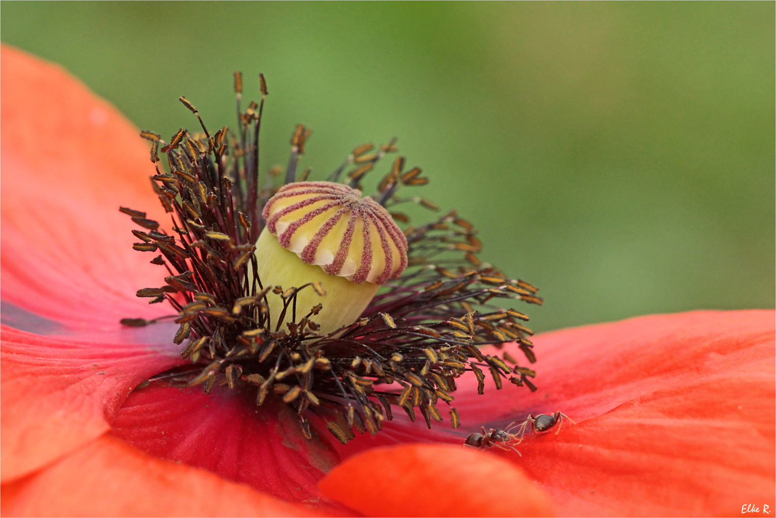 Mohn