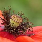 Mohn