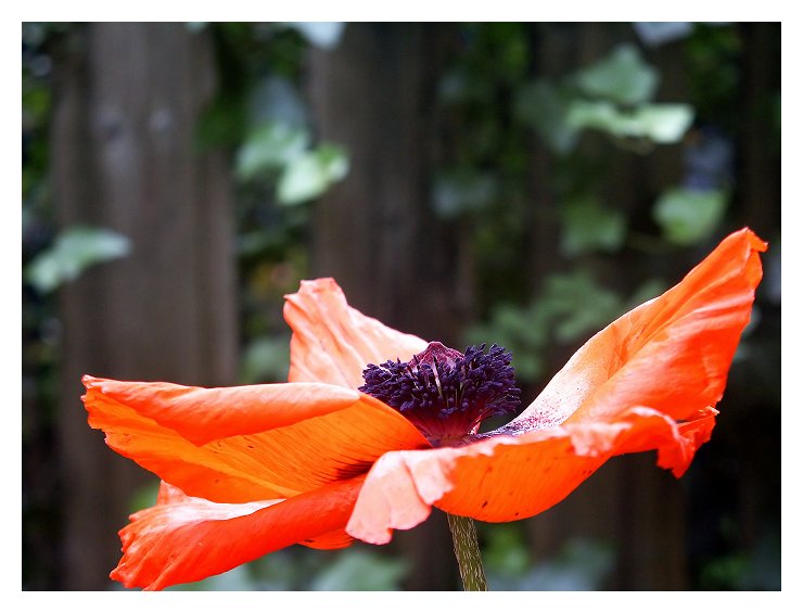 Mohn