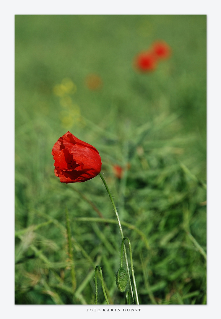 Mohn