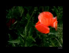 MOHN