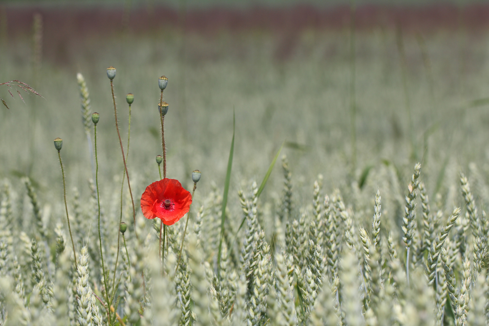 Mohn...