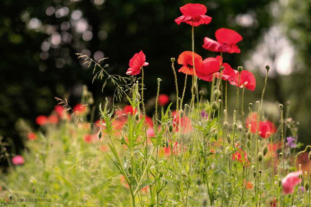 Mohn