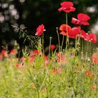 Mohn