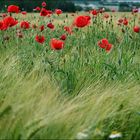 mohn