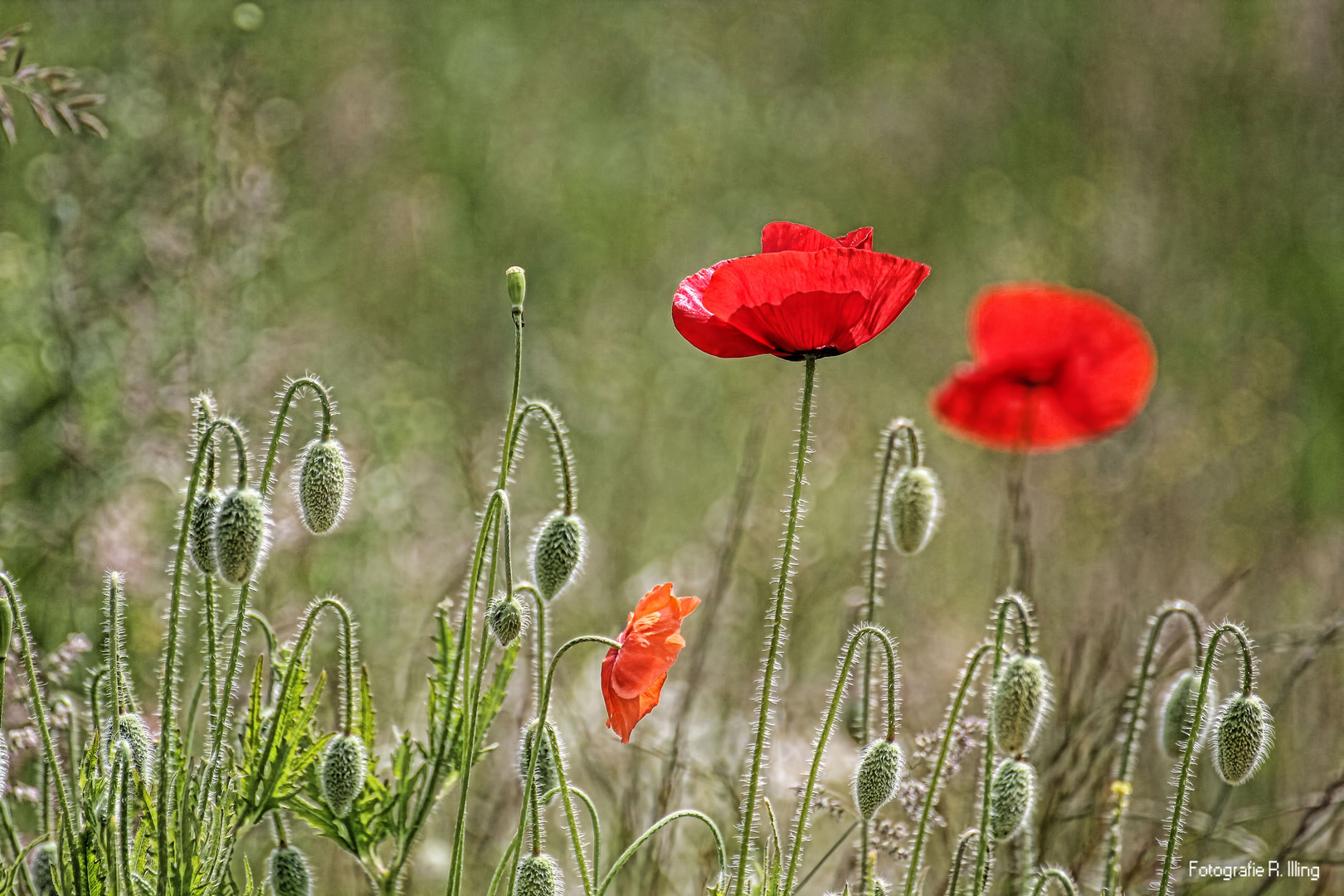 Mohn