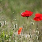 Mohn