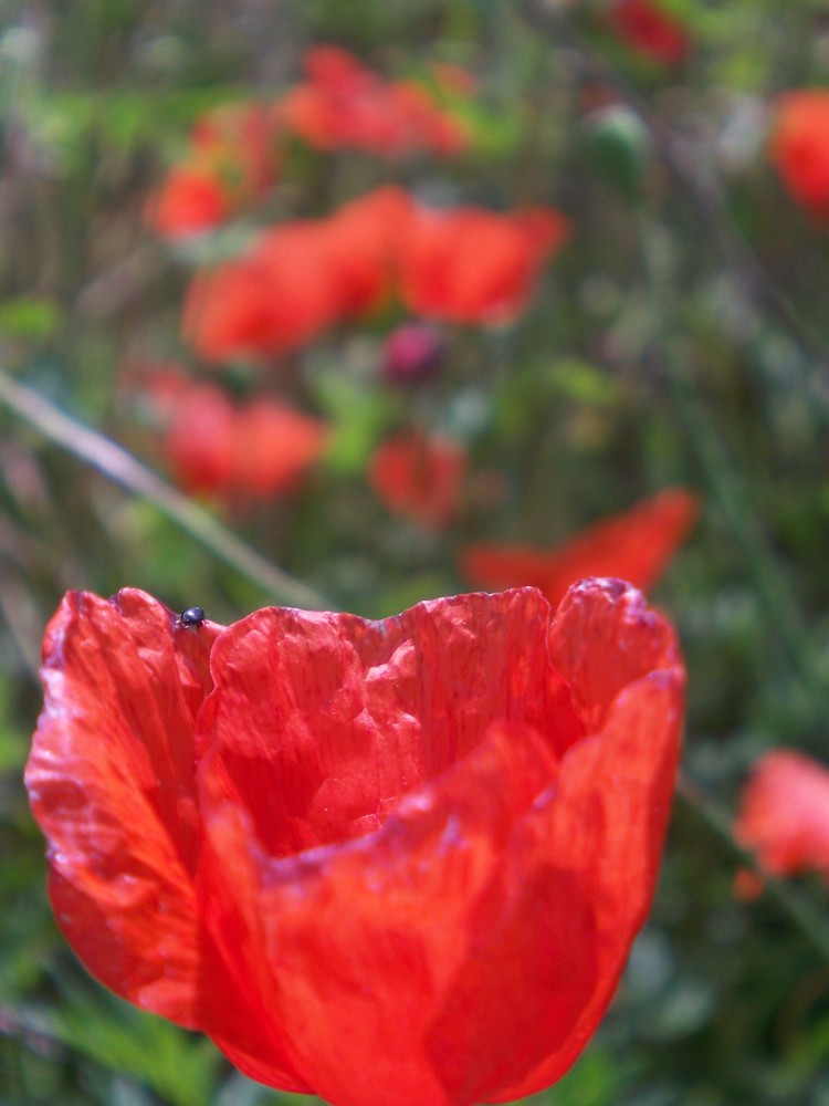 Mohn