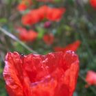 Mohn