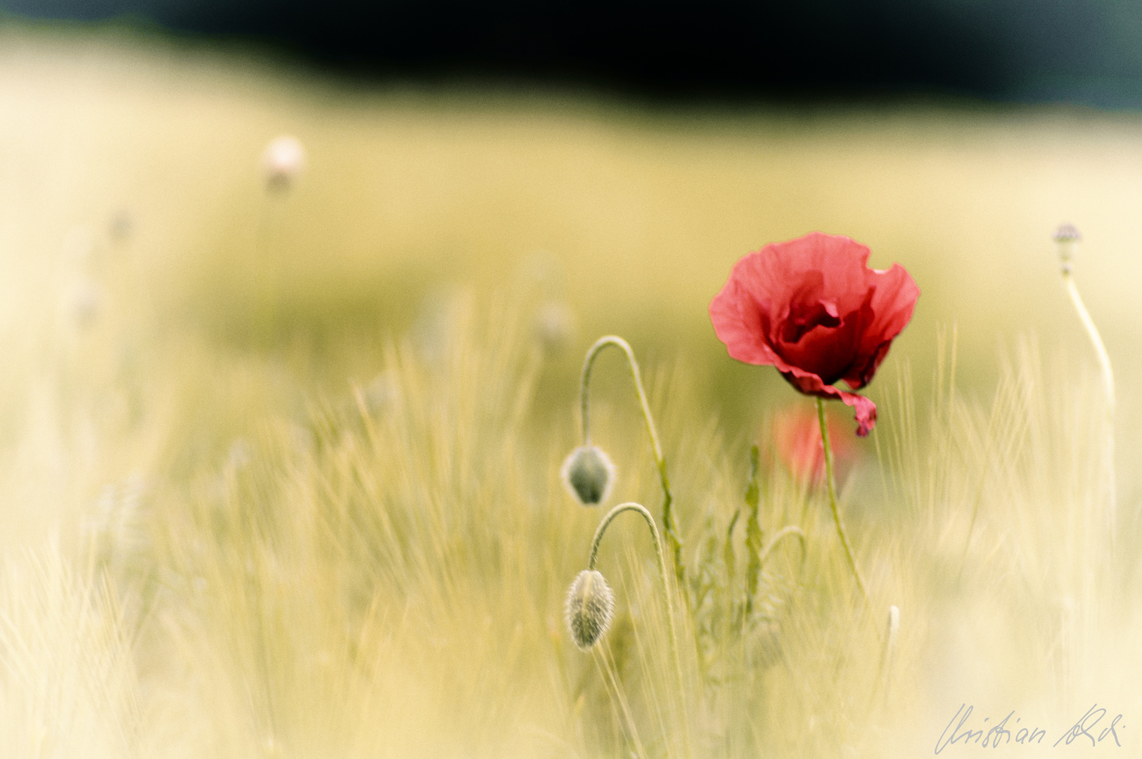 Mohn