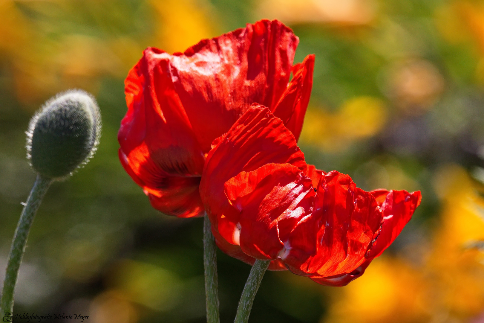 Mohn Foto &amp; Bild | pflanzen, pilze &amp; flechten, blüten- &amp; kleinpflanzen ...