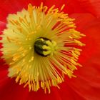 Mohn