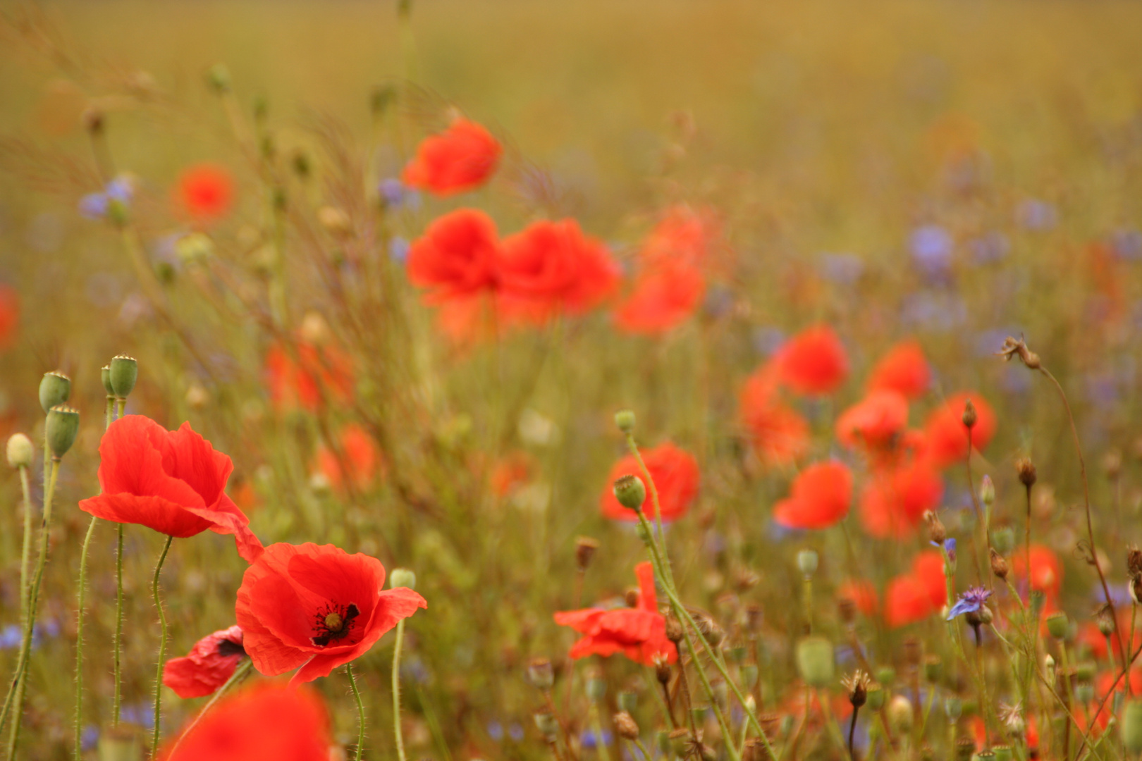 Mohn