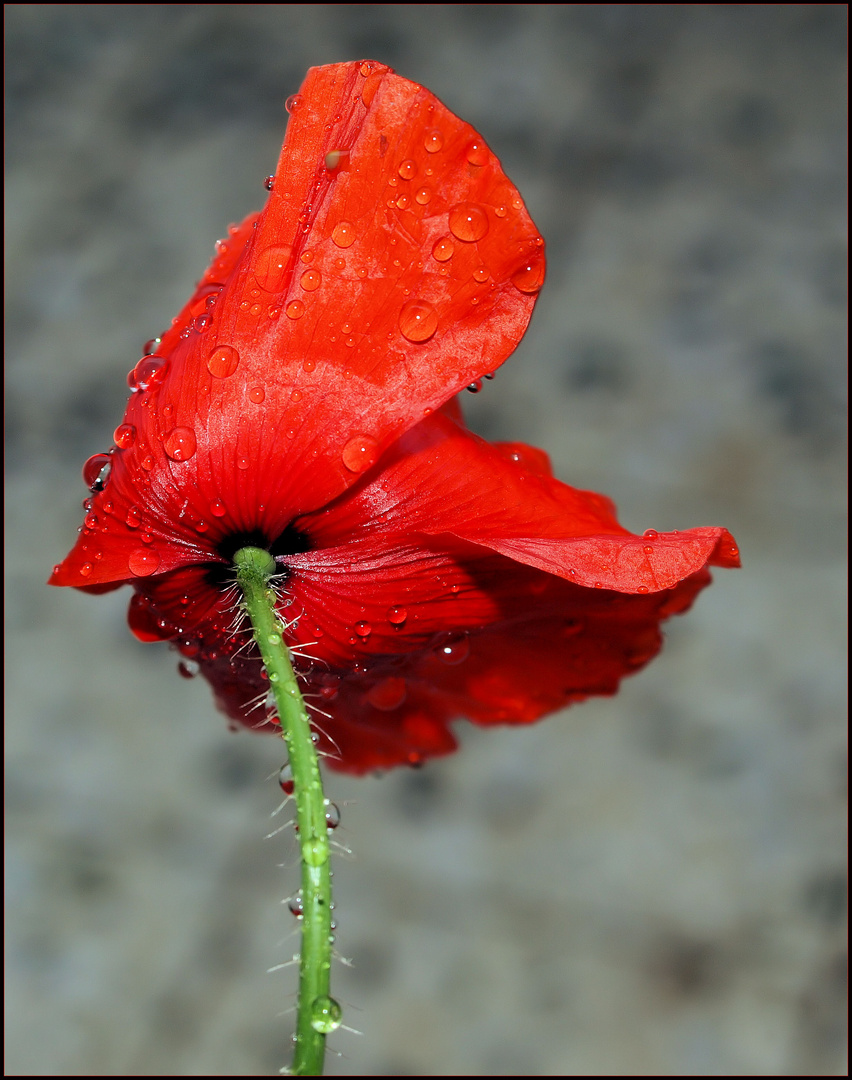 Mohn