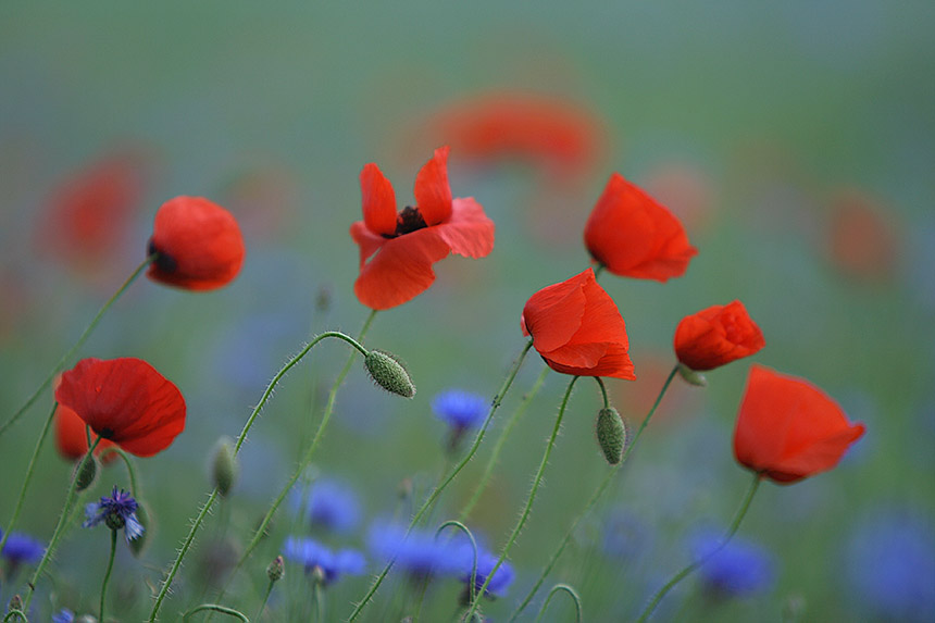 Mohn ...