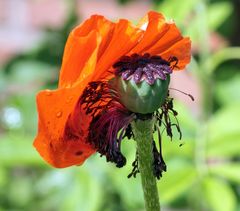 Mohn